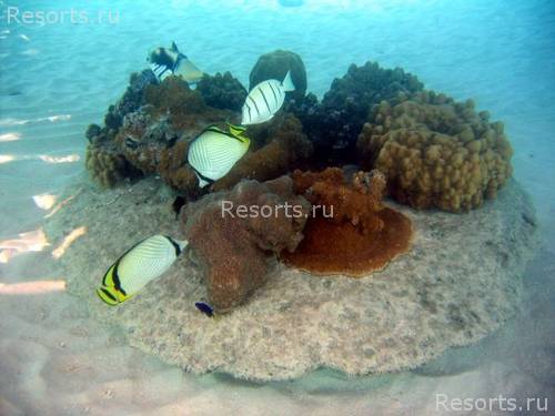 Bora-Bora Pearl Beach Resort 9
